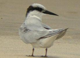 Photo: Damara tern