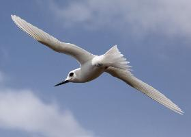 Photo: Fairy tern