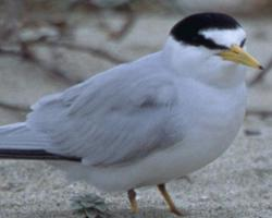 Photo: Least tern