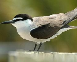 Photo: Aleutian tern