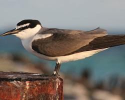 Photo: Spectacled tern