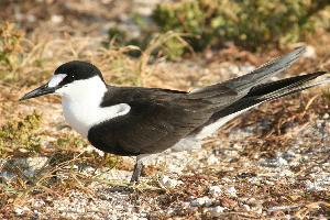 Photo: Sooty tern