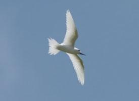 Photo: Little white tern