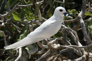 Photo: White tern