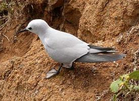 Photo: Grey noddy