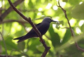 Photo: Lesser noddy