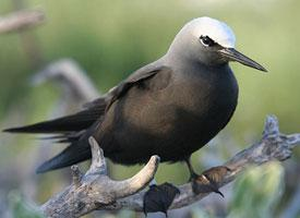 Photo: Black noddy