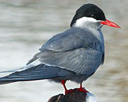 Photo: Kerguelen tern