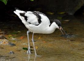 Photo: Pied avocet