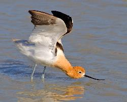 Photo: American avocet