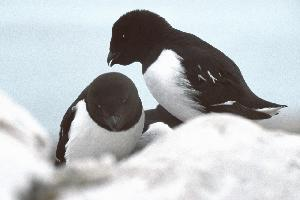 Photo: Little auk