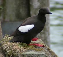 Photo: Black guillemot