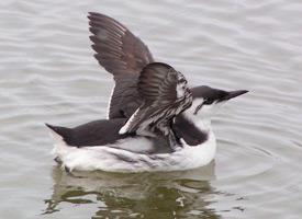 Photo: Common murre