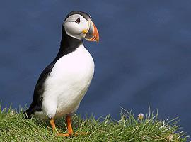 Photo: Atlantic puffin