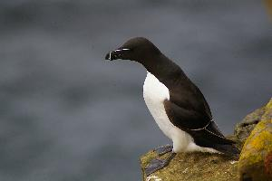 Photo: Razorbill