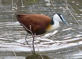 Photo: African jacana