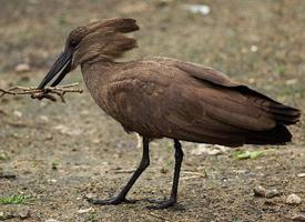 Photo: Hamerkop