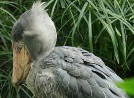 Photo: Shoebill