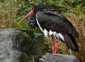 Photo: Black stork