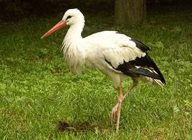 Photo: White stork