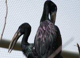 Photo: African openbill