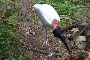 Photo: Jabiru