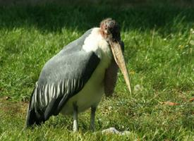 Photo: Marabou stork