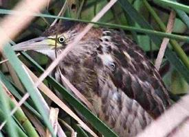 Photo: Little bittern