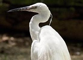 Photo: Little egret