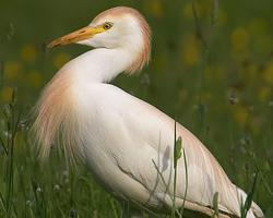 Photo: Cattle egret