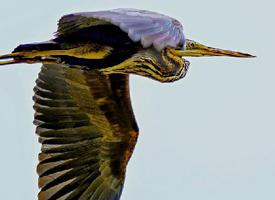 Photo: Purple heron