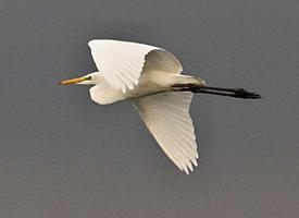 Photo: Grande aigrette