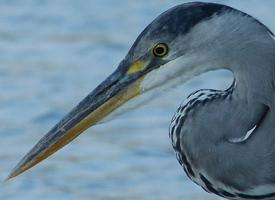 Photo: Grey heron