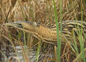 Photo: Eurasian bittern