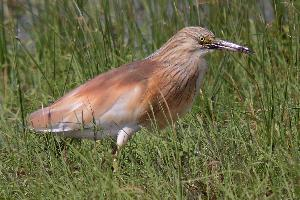 Photo: Squacco heron