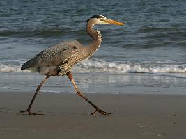 Photo: Great blue heron