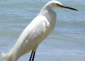 Photo: Aigrette neigeuse