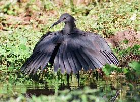 Photo: Black heron