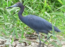 Photo: Little blue heron