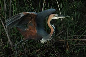 Photo: Goliath heron