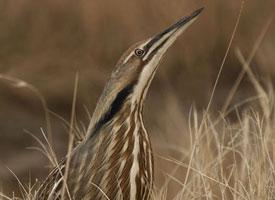 Photo: American bittern