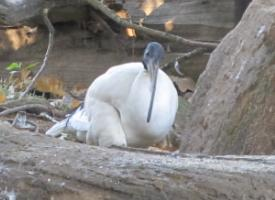 Photo: African sacred ibis