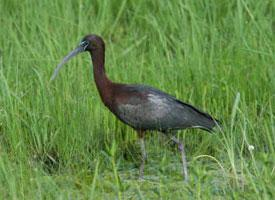 Photo: Glossy ibis