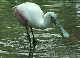 Photo: Roseate spoonbill