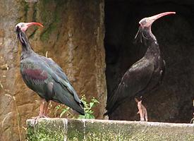 Photo: Northern bald ibis