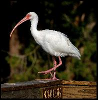 Photo: American white ibis