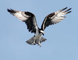 Photo: Osprey