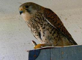 Photo: Common kestrel