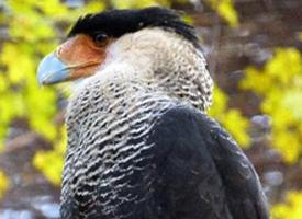 Photo: Crested caracara