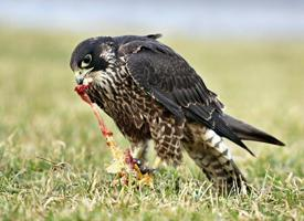 Photo: Peregrine falcon